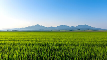 Obraz premium Vast Green Field Under Blue Sky With Distant Mountains Illuminated By Sunlight