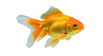 Isolated Golden Fish
