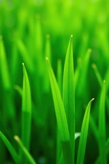 Close-up view of lush green grass, showing fine blades , digital, organic