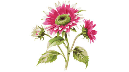 a trio of vibrant pink sunflowers with green leaves, their petals reaching out to the sunlight, in a delicate watercolor painting style.