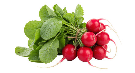 Isolated Bunch of Radishes with Green Leaves