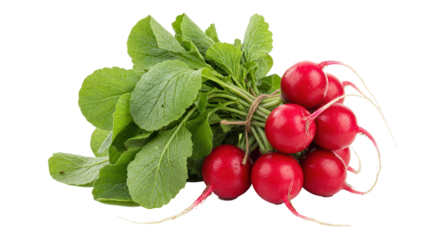 Isolated Bunch of Radishes with Green Leaves