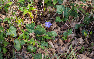 Fototapeta premium single periwinkle Vinca minor flower bloom ivy Hedera helix spring