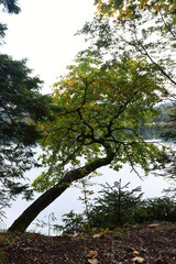 Tree with changing lieaves over Eibsee