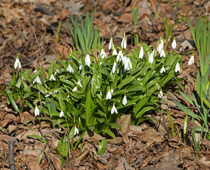 Galanthus woronowii, green snowdrop or Woronow's snowdrop, on March day