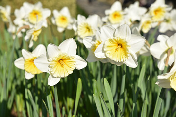 Narcissus pseudonarcissus jaune et blanc au printemps au jardin