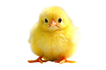 Obraz premium baby chicken isolated on white