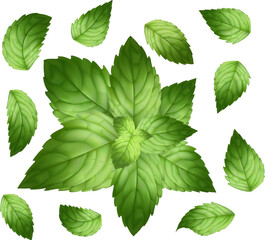 Set of green mint leaves Best for web, print, advertising, logo creating and branding design on a white background.Realistic Mesh gradient is used