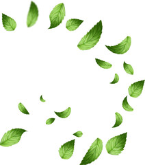 flying leaf and mint leaves isolated on white background vector realistic illustration. Leaves Green Falling