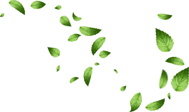 flying leaf and mint leaves isolated on white background vector realistic illustration. Leaves Green Falling