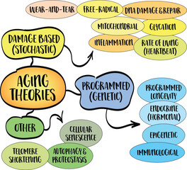 Classification of the main theories of aging, infographics sketch.
