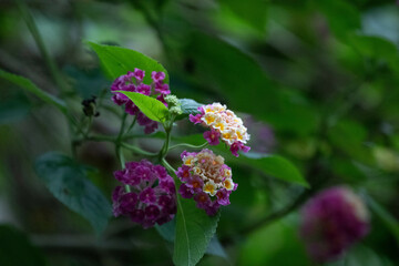 Spring Concept, Blooming Colorful Lantana camara (common lantana )