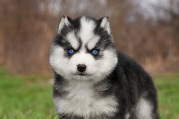 Siberian Husky puppy black and white with blue eyes in spring forest