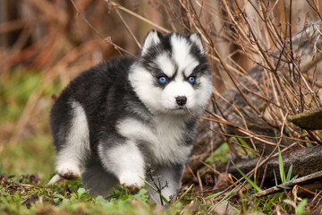 Fototapeta premium Siberian Husky puppy black and white with blue eyes in spring forest