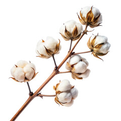 cotton buds on white background
