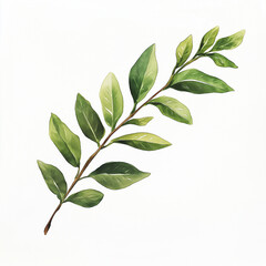 Fototapeta premium Watercolor Sketch of a Single, Perfectly Curved Green Branch with Leaves