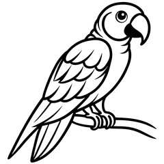 parrot on a white background