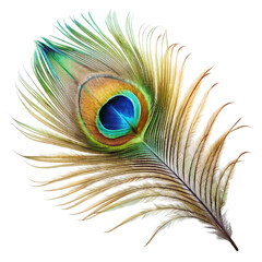 peacock feather on white background