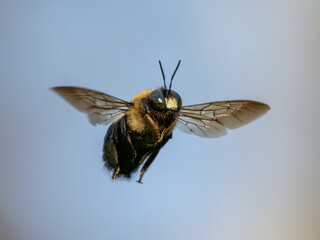 Close up of carpenter bee in flight