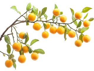 Harvesting fresh citrus oranges orchard food photography bright setting