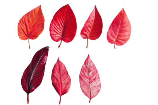 Seven red leaves in varying shades and shapes arranged against a black background in a pattern