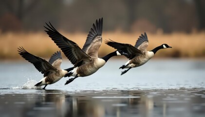A flock of Canada geese takes flight from a farm pond, wings outstretched, honking calls echoing , countryside, waterfowl