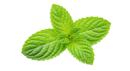 Isolated Mint Leaves