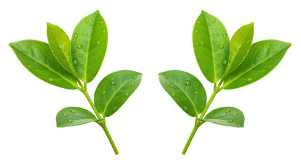 Isolated Two Green Plants with Water Drops