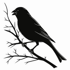 finch sihouette black vector 