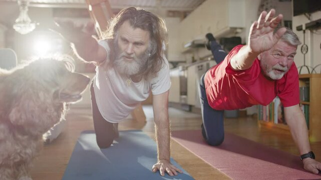 Two senior men doing bird dog yoga exercises interfered with by cute pet dog