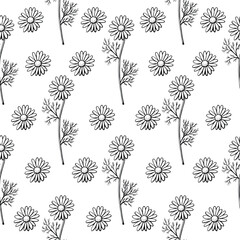Hand drawn black and white continuous background with chamomile flowers, aster family. Pharmacy medicinal plant. Seamless pattern with summer floral elements. Endless texture summer.