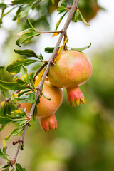 Pomegranate fruit on its plant vibrant red natural organic healthy produce.