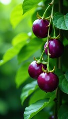 Obraz premium Vibrant purple passion fruits clinging to lush green vine, purple, growth