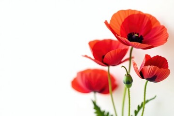 Obraz premium Close-up view of several red poppies against pure white, isolated, botany