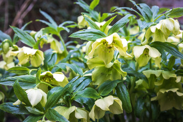 Hellebores in bloom in a spring garden
