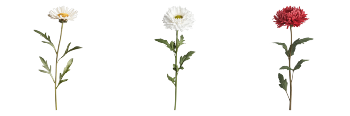 Aster flower isolated on transparent background. PNG ,Set of