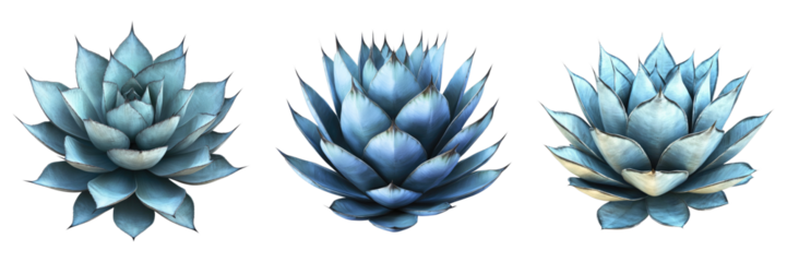 Blue agave plant isolated on transparent background. PNG ,Set of