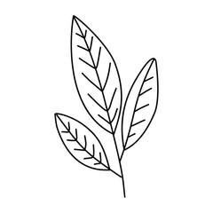 Doodle illustration of leaves. Isolated, on white background