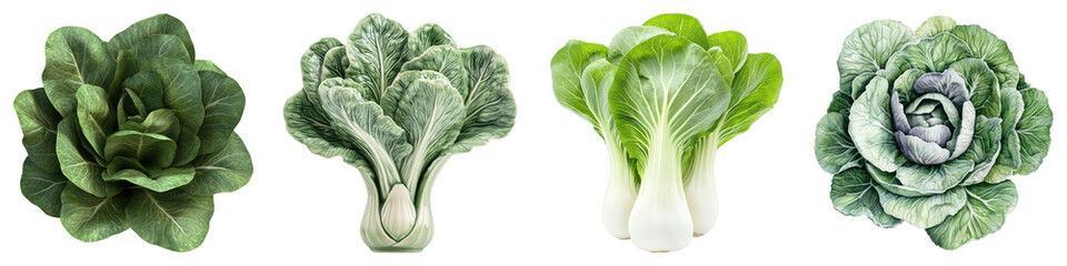 Obraz premium Bok choy portrait isolated on transparent background. PNG ,Set of