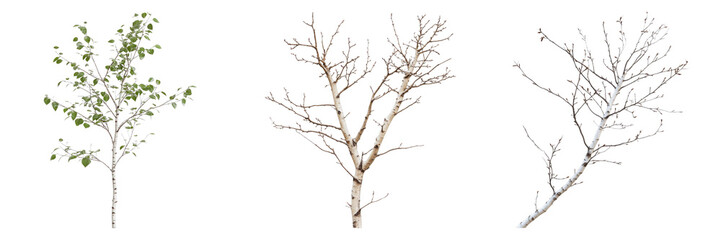 Branch of birch isolated on transparent background. PNG ,Set of