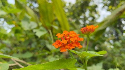 orange flower in the garden