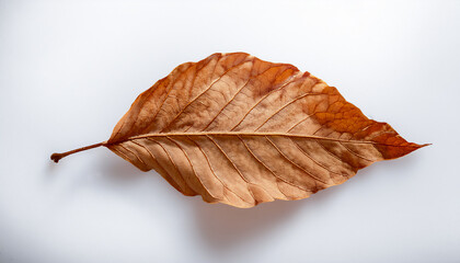 A single dried leaf on a white surface, soft shadows, warm neutral tones, isolated PNG.