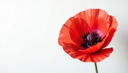 Close-up view of elegant poppy, delicate silk-like petals, pure white backdrop, elegant, isolated, beauty
