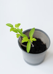 A vibrant young tomato plant sprouts, its bright green leaves unfurling in a small gray pot filled with dark soil
