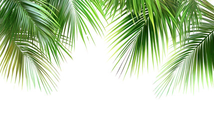 PNG Palm leaves frame green leaf background.