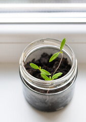 A small sprout emerges from the soil in a glass jar, showcasing early plant growth on a windowsill