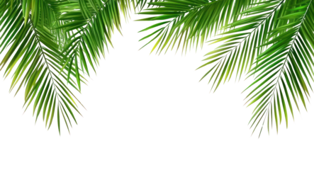 PNG Palm leaves frame green leaf background.