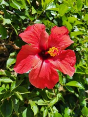 Roter Hibiskus © Jutta Adam