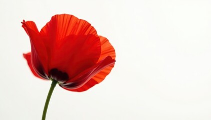 Close-up view of a scarlet poppy against pure white, petal, flower