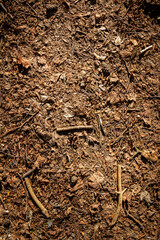 Natural pine forest ground with some leaves, twigs and seeds. Forest soil texture background